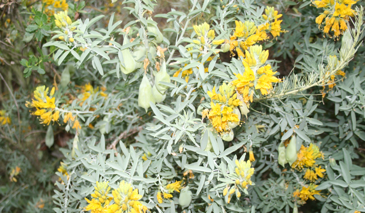 Silvery-green shrub with bright yellow flower clusters along slender branches.