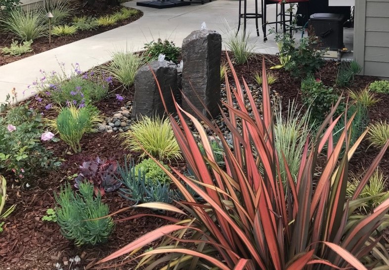 Red-leaf ornamental plant in a drought-tolerant garden with a rock water feature and mulched borders.
