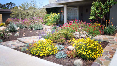 Front yard flower bed with yellow, pink, and red blooms, stone pathway, and desert plants in a suburban garden.