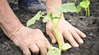 Close-up of weathered hands planting a young seedling in dark soil.