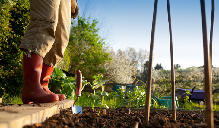 Person in tan shorts and red boots stands on a wooden plank beside young seedlings in a garden bed.