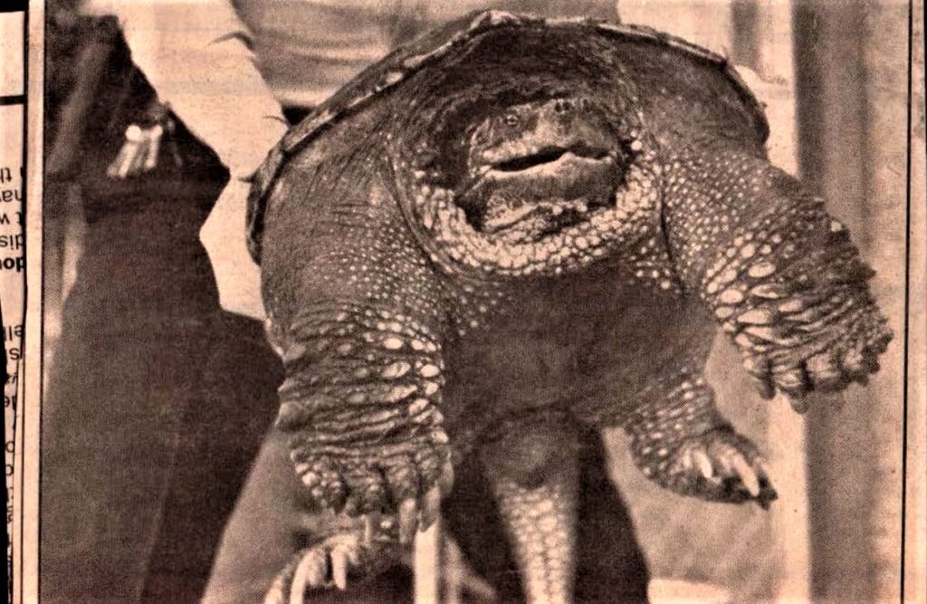 Close-up of a small turtle-like reptile with rough, scaly limbs and a rounded shell, held by a person.