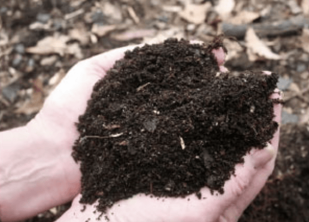 Hands cupping rich dark compost soil outdoors among fallen leaves.