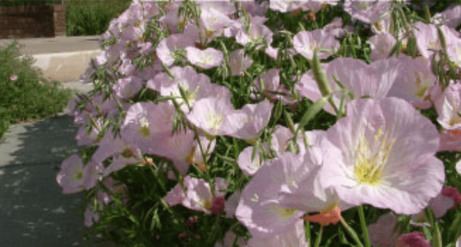 Lavender-pink petunia flowers bloom densely along a sunlit garden border beside a sidewalk.