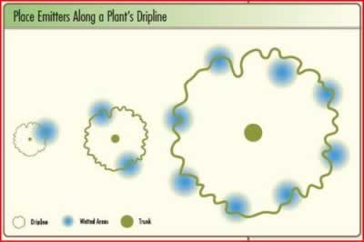 Diagram showing emitters placed along a plant's dripline with blue wet areas.