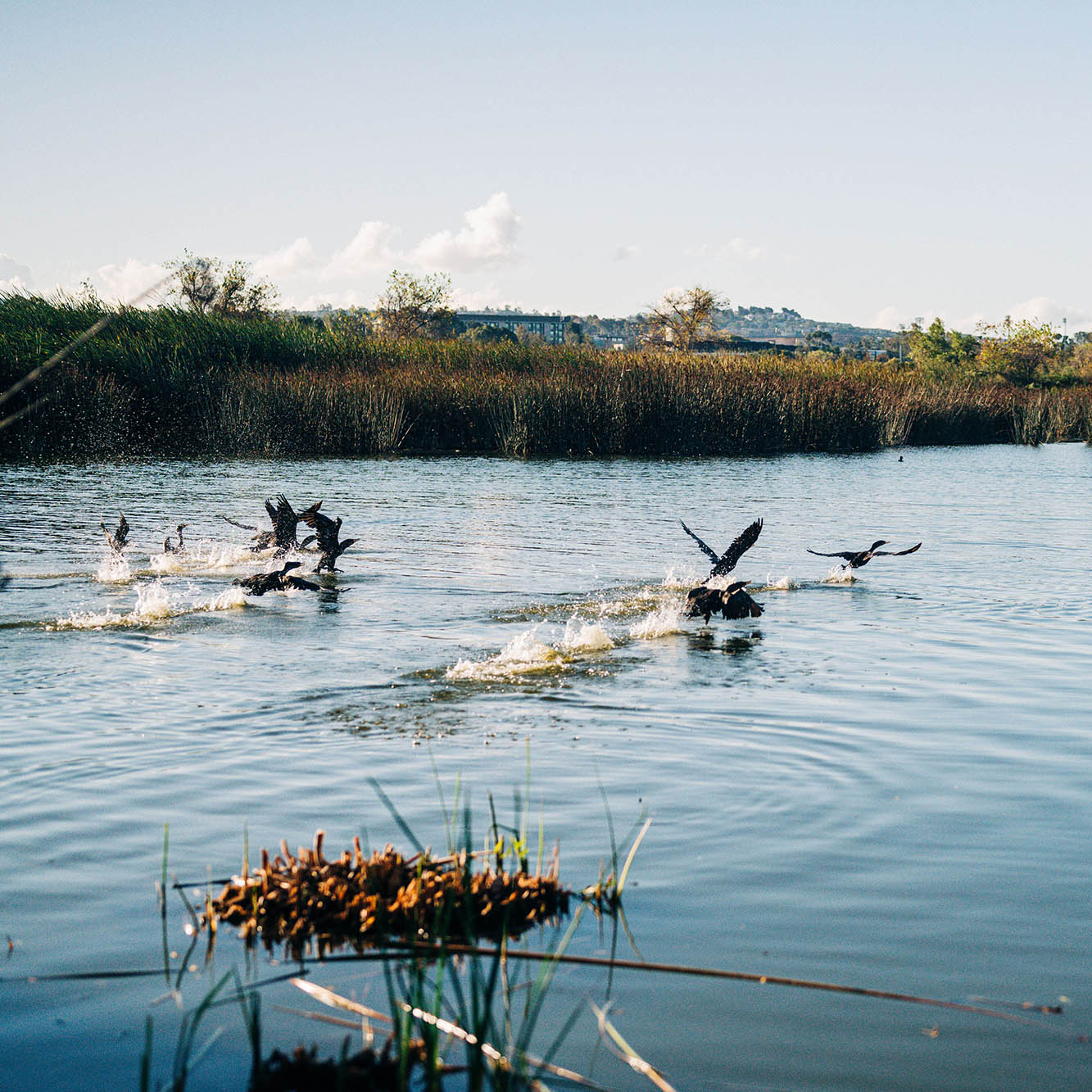 San Joaquin Marsh and birds in the water