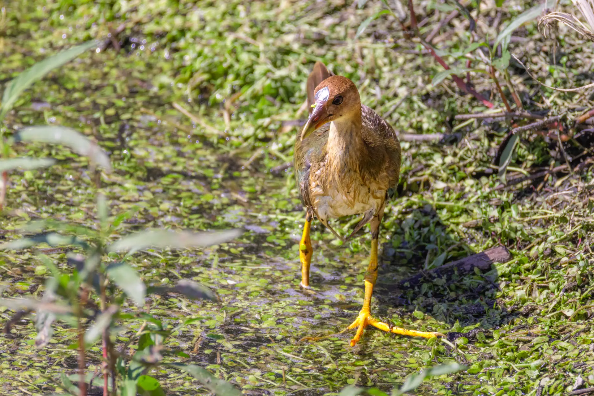 Purple Gallinule at the San Joaquin Marsh